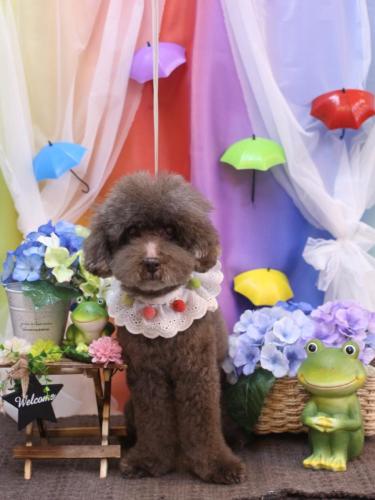 20230629きょうのちゃん